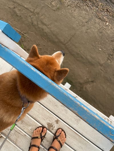 A Shiba Inu dog with reddish-brown fur is resting its head on a blue wooden railing. The dog is wearing a collar and is attached to a leash with a green clip. In the foreground, a person's feet are visible, wearing dark brown thong sandals. The scene takes place on a wooden deck that is situated next to a sandy or dirt embankment. The location is in the city of Zheleznogorsk, Russia.