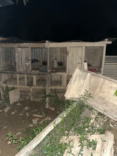 The image depicts an outdoor scene at night, likely in Benuaraja, Indonesia. The primary subjects are several caged birds, appearing to be chickens or roosters, housed within a rustic, multi-level wooden and wire enclosure. The structure is weathered and shows signs of age.
One cage at the top appears to contain at least two birds, one with predominantly red plumage and another dark-colored bird. Below this, another cage contains a dark-colored bird. Further down, a third cage is visible, though the occupants are not clearly discernible. There is also a small opening in one of the cages where a hand is visible, possibly tending to the birds.
The setting is an unpaved area, with dirt and some scattered debris visible on the ground. Green foliage, including small plants with light green leaves, grows around and through parts of the enclosure, suggesting a somewhat overgrown and natural environment. The lighting is dim, consistent with nighttime, and casts long shadows, adding to the somewhat mysterious atmosphere of the scene. The overall impression is one of a simple, perhaps rural, setting where birds are kept. There are no discernible signs or text in the image.