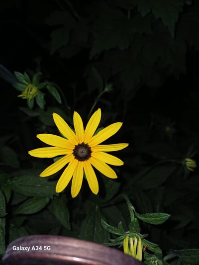 A close-up shot focuses on a single, vibrant yellow flower with a dark brown center. The flower has many petals radiating outwards. In the background, dark green foliage creates a dramatic contrast with the bright bloom. To the lower left, a small, unopened flower bud is visible. To the right, a blurred, curved, reddish-brown object partially obscures the flower and foliage. The overall lighting suggests it is nighttime or a very dark, shaded area. Text is visible on the reddish-brown object on the right: "Galaxy A34 5G". The setting appears to be a garden or natural outdoor space in Angren, Uzbekistan, given the context.