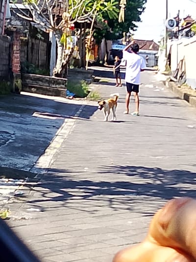 The image shows a street scene in Tabanan, Indonesia. In the foreground, a person's thumb and part of their hand are visible, partially obscuring the view. Further down the street, a medium-sized dog with brown and white fur is standing. Behind the dog, a young person wearing a white t-shirt and black shorts is standing with their hand on their head. Another younger person in a black t-shirt and shorts is walking away from the camera. The street is paved with interlocking bricks, and there are buildings and trees on either side. Shadows from trees are cast across the street, indicating it is daytime.