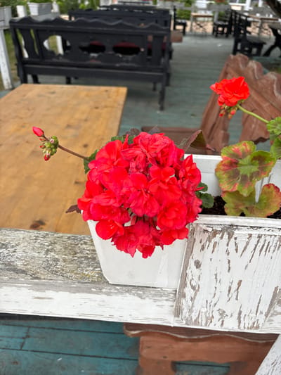 A cluster of vibrant red geraniums in a white planter sits on a weathered white wooden railing. To the left, a stem with several red buds extends from the planter. The railing is situated on a rustic outdoor patio area, likely a cafe or restaurant, with a wooden table visible behind the planter. In the background, dark wooden benches and tables are arranged on a wooden deck. The scene is set in the Ждановіцкі сельскі Савет, Belarus, suggesting an outdoor dining or seating area in a rural or suburban setting. The overall impression is one of natural beauty juxtaposed with simple, rustic outdoor furniture.