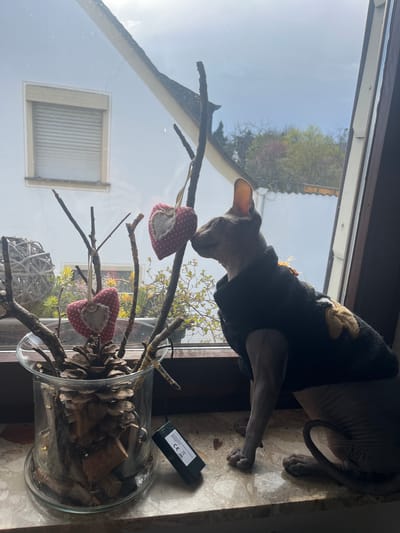 The image displays an indoor scene in Konz, Germany, viewed through a window. A Sphynx cat, wearing a dark top featuring a yellow-orange pattern, stands on a light-colored, patterned windowsill. The cat's head is turned towards a clear glass container positioned on the windowsill. This container holds dried branches, multiple pinecones, cork pieces, and small embedded lights. From these branches, two red polka-dotted heart ornaments hang, each featuring a central lighter fabric patch and a wooden button; the cat's muzzle is positioned against one of these hearts, indicative of sniffing. A black electronic device, bearing a white label and CE mark, rests on the windowsill adjacent to the container. Through the window, a white building with a closed light-colored roller shutter is visible, alongside diverse trees and vegetation exhibiting early spring growth and blossoms. The sky is bright and exhibits overcast conditions.