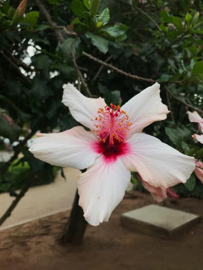 The image, captured in Midrand, South Africa, presents a close-up, slightly off-center view of a single white hibiscus flower in full bloom. The flower exhibits five broad, slightly creased white petals with faint pink venation, transitioning to a prominent deep crimson-red center. A central stamen column, composed of numerous radiating pink filaments topped with small, round orange anthers, projects from the flower's throat. The background consists of out-of-focus dark green foliage and tree branches, with dappled light visible through gaps. The lower portion of the image reveals dark brown soil and a partially visible, light grey rectangular concrete slab positioned towards the lower right. No people or visible actions are depicted.