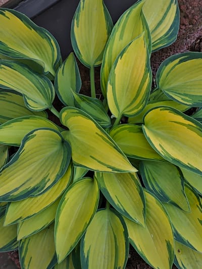 The image shows a close-up, overhead view of variegated hosta leaves. The leaves are a vibrant mix of chartreuse green and yellow, with darker green margins and streaks. The textures of the leaves are visible, with prominent parallel veins running lengthwise. Some leaves appear slightly curled or wavy. The background consists of dark soil and a dark, possibly black, object at the top left, which could be a planter edge or a garden feature. There are no people or animals present in the image. The scene is natural and appears to be outdoors, likely in a garden or potted plant setting. The location in Mława, Poland is not discernible from the visual information provided in the image.