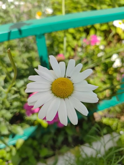 A close-up shot focuses on a daisy with white petals and a yellow center. An ant is visible on the yellow center of the daisy. The daisy is positioned in the foreground, with a blurred green fence and out-of-focus flowers and foliage in the background. The lighting suggests a sunny outdoor environment, likely a garden. The image does not contain any elements that would indicate a specific location within Saransk, Russia.