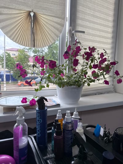 The image depicts an indoor scene, likely a windowsill, with a potted plant of pink petunias in full bloom. The plant is in a white pot and cascades over the edge of the windowsill. Outside the window, a street scene is visible with a road, trees, buildings, and parked cars, including a distinctive orange car. The window is fitted with pleated blinds. On the windowsill, to the right of the plant, are several bottles and containers, some of which appear to be hair or beauty products, including one labeled "collagen." A round mirror is also on the windowsill, partially obscured by the plant. In the foreground, on a dark tray, more bottles and hair accessories like scissors and a comb are arranged. The overall impression is of a tidy, organized space, possibly a salon or a home with a beauty setup. The provided context specifies the location as Kuyeda, Russia.
