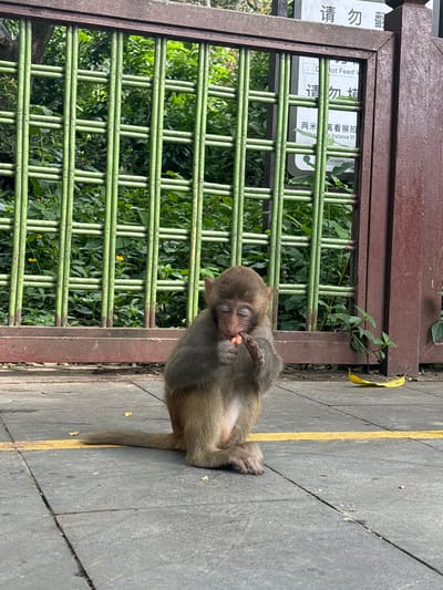 In Nanwan Village, China, a young monkey sits on a tiled walkway in front of a green metal fence and a brown wooden gate. The monkey is hunched over, with its eyes closed, and is eating a small piece of food held in its hands. Green foliage and trees are visible through the fence. A yellow banana peel lies on the walkway to the right of the monkey. Signs with Chinese text are mounted on the wooden gate, one of which includes the English phrase "Do Not Feed." The ground is paved with gray tiles, and a yellow line runs across the walkway.
