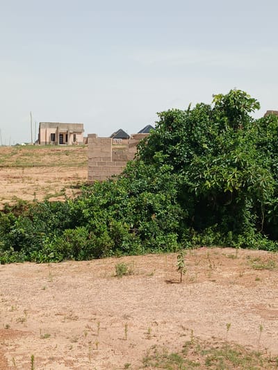 The image depicts an outdoor scene in Katon Rikkos, Nigeria, under what appears to be a clear sky. The perspective is a ground-level shot, with the camera rotated 90 degrees clockwise, suggesting the original image was taken in portrait orientation.
The primary subjects are unfinished buildings and a dense, vibrant green tree. The buildings are constructed with light-colored concrete blocks, with some walls plastered and painted in a pale peach hue. One building appears to have multiple stories, with visible windows and a dark-colored roof structure. Another section shows a wall made of stacked bricks. The construction suggests an ongoing development or residential project.
A large, leafy tree dominates the right side of the image, its branches and foliage extending upwards and to the left, partially obscuring the background buildings. The tree appears healthy and full of leaves, suggesting a warm climate.
The ground is covered in dry, sandy soil with sparse patches of dry grass and small green shoots. The texture of the soil is rough and uneven. To the far right, a rough, textured wall, possibly made of stucco or a similar material, runs vertically.
There is no discernible activity or event taking place; the scene appears static and captures a moment in time. The lighting suggests it is daytime, likely mid-morning or afternoon, given the brightness of the sky and the shadows. There are no people visible in the frame. No text is visible in the image. The overall impression is one of ongoing construction in a rural or semi-urban setting.