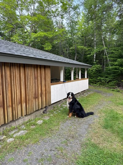A Bernese Mountain Dog is seated on a gravel path next to a modern building with vertical wooden siding and a covered porch. The dog is facing the camera with its mouth slightly open and appears alert. The building has a gray roof and white railings on the porch. Behind the building, a dense forest of green trees is visible. The ground is a mix of gravel and grass, with some stones scattered around. A leash extends from the dog to the left, out of frame. The location is identified as Carleton Parish, Canada.