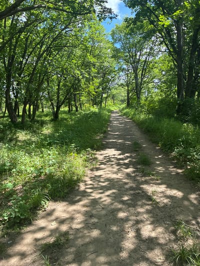 The image depicts a dirt path winding through a densely wooded area with lush green foliage. Sunlight filters through the tree canopy, casting dappled shadows on the path and the surrounding grass and undergrowth. The path appears to be well-trodden, suggesting it is a frequently used trail. The vegetation consists of various trees and smaller plants, indicating a natural, possibly park-like environment. The sky is visible through the trees, showing patches of blue and white clouds. This scene is likely located in the city of Gornye Kljuchi, Russia, given the context provided. There are no people or animals visible in the image.