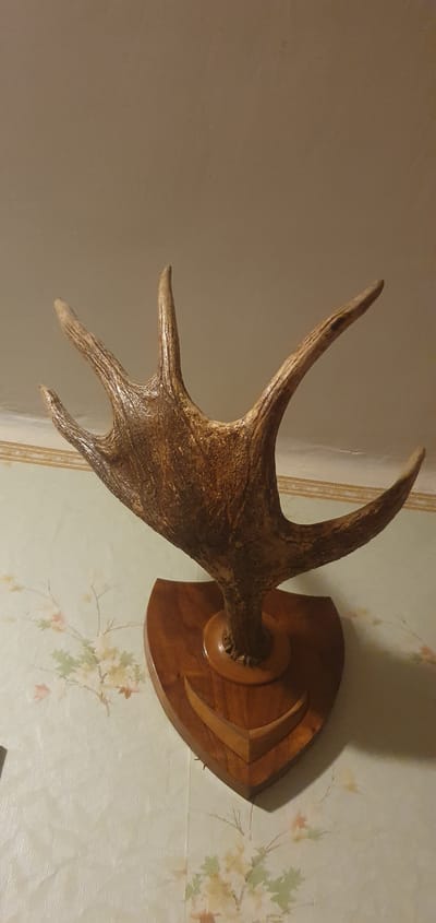 A taxidermied moose antler is mounted on a wooden plaque, which is affixed to a wall covered in floral wallpaper. The antler is brown and appears to have several tines. The plaque is a dark wood and has a shield shape. The background wall is painted a light color above the wallpaper. The image was taken indoors, likely in a home or a lodge, in Alūksne, Latvia.