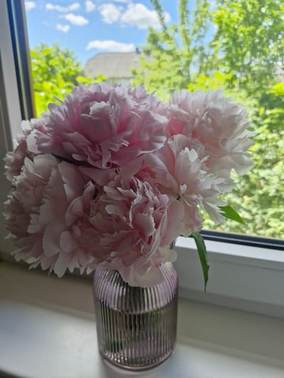 A vase of light pink peonies sits on a windowsill, with greenery and a cloudy blue sky visible through the window. The vase is made of ribbed glass and has a metallic pink hue. The peonies are full and ruffled, with some petals appearing white at the edges. The windowsill is white, and the window frame is also white. Outside, lush green trees and a building are visible, suggesting a suburban or rural setting. The image does not contain any people or specific indicators of the city of Bratkivtsi, Ukraine.