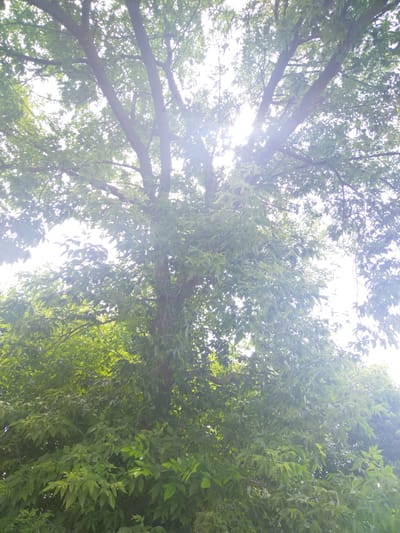 The image is a vertical, low-angle shot looking up into the canopy of a large deciduous tree. The sun is shining brightly through the leaves, creating a lens flare effect and washing out parts of the sky. The leaves are a vibrant green, and the branches of the tree are thick and dark. The overall impression is one of lush foliage and bright daylight, possibly mid-morning or afternoon. The scene is outdoors, with no other objects or people visible. The image evokes a sense of natural beauty and the feeling of being under the shade of a large tree on a sunny day. The context provided indicates the location is Sady, Poland. There is no visible text in the image.