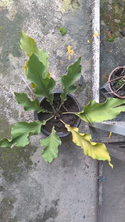 An overhead, full shot shows a potted plant with large, wavy, green and yellowing leaves. The plant is in a black, circular pot filled with dark soil. The pot sits on a textured, gray concrete surface that appears weathered and stained with moss and yellow paint splatters. To the right of the plant, a white, weathered pole stands vertically, showing signs of peeling paint. Further to the right, another dark pot containing dry twigs and soil is partially visible. In the lower right corner, a thin metal bar is secured to the concrete by a blue string. The scene is outdoors, likely in a utilitarian area such as a backyard or industrial space, and the lighting suggests it is daytime. The location is identified as Batam, Indonesia.