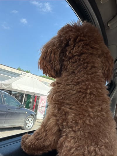 In Orizovo, Bulgaria, a brown poodle, viewed from behind and slightly to the side, sits looking out of a car window. The dog's curly fur is prominently featured, obscuring most of its head. Outside the car, a dark sedan is parked. Beyond the car, a building with a white awning is visible, along with a street and some signage. The sky above is blue with scattered white clouds. The image captures a moment of travel, with the dog seemingly observing the surroundings.