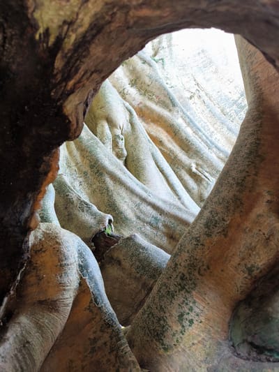 A ground-level, eye-level shot taken through a hole in a large, knotted tree trunk in Tua, Indonesia, featuring light-colored roots visible through the opening. The bark is mottled with green and brown patches, and some roots are covered with moss. Sunlight streams in from behind the roots.