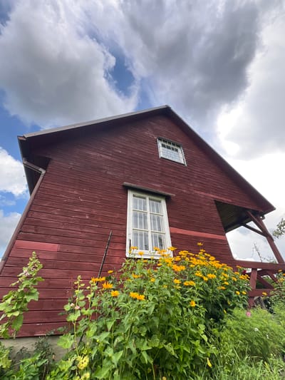 A low-angle, wide shot captures the side of a weathered, dark red wooden building under a dynamic, cloudy sky. The building has a steep, gabled roof with brown metal sheeting. Two windows are visible: a smaller one with a metal grate on the upper floor, and a larger, multi-paned window with white frames and a grate on the lower floor. Yellow flowers, likely Heliopsis helianthoides, bloom profusely in front of the building, their vibrant color contrasting with the dark wood and the overcast sky. Green foliage and other plants surround the flowers, creating a lush, overgrown foreground. Part of a wooden porch or balcony structure is visible on the right side of the building. The scene is likely located in a rural or semi-rural setting, possibly a backyard or garden, given the presence of the flowers and dense vegetation. The location is the city of Łyski, Poland.