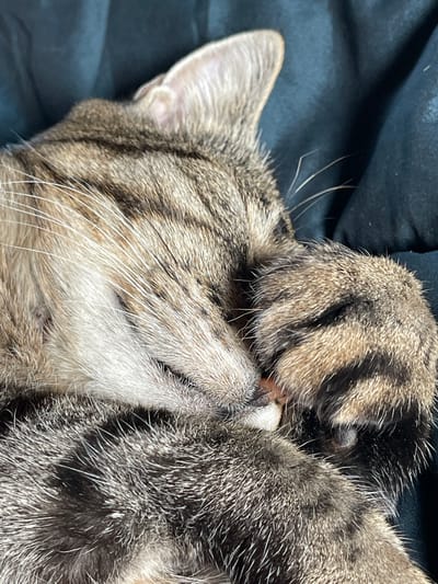 A close-up, eye-level shot shows a tabby cat sleeping, its face partially obscured by its own paw. The cat's fur is a mix of brown, grey, and white stripes. Its eyes are closed, and its ears are visible, with the left ear slightly bent forward. The cat is lying on a dark, textured surface, possibly a blanket or bed, in the city of Zaķumuiža, Latvia. The lighting is soft, highlighting the texture of the cat's fur and the dark background. The image focuses on the intimate and peaceful moment of the sleeping animal, capturing the delicate details of its features and the soft textures of its surroundings.