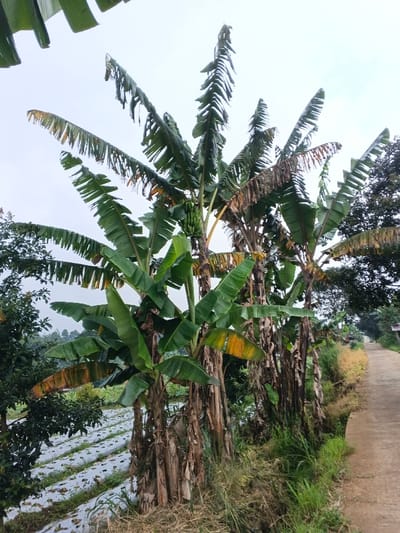 The image displays a serene rural landscape in Nipa, Papua New Guinea, featuring a cluster of banana trees and cultivated land under an overcast sky. Several large banana trees dominate the center and foreground, characterized by their broad green leaves. Some leaves show natural signs of aging, with yellowing and browning edges and occasional tears. A prominent bunch of green, unripe bananas hangs from one of the central trees, indicating the plants are fruitful.
The banana trees line a narrow, paved road that curves gently into the background on the right side of the frame. The immediate area around the trees and along the road's edge is covered with a mix of green grass and dry foliage. To the left, behind the banana trees, a field is visible with neatly organized rows, many covered in white plastic mulch, suggesting active agricultural cultivation. Other green trees and shrubs are scattered throughout the scene, contributing to the lush vegetation typical of a tropical environment.
The sky is bright and overcast, providing soft, diffused lighting that suggests either a cloudy day or early morning/late afternoon. There are no people or specific activities depicted, presenting a tranquil and static view of the natural and farming landscape. No text is visible in the image.