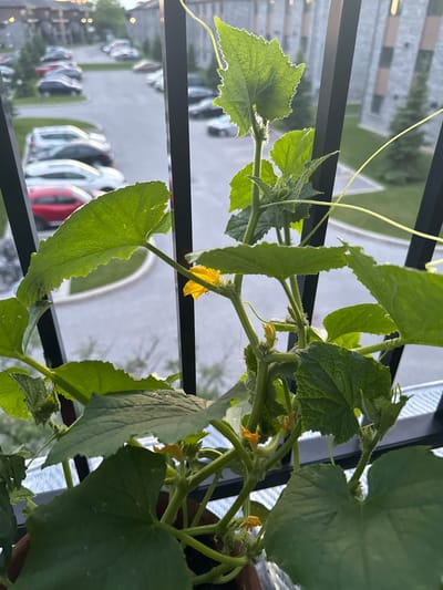 The image shows a close-up of a cucumber plant growing on a balcony, with a parking lot and apartment buildings visible in the blurred background. The plant has large green leaves and several small yellow flowers. The balcony railing is in the foreground, obscuring parts of the plant. The scene is outdoors during daylight hours, likely late afternoon or early evening given the soft lighting. The location is identified as Gatineau, Canada.