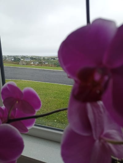 An indoor, close-up, portrait-oriented, photograph captures a blurry view of pink orchid petals in the foreground, obscuring a wider scene through a window. The outdoor environment visible through the window consists of a paved road, a grassy area, and a residential neighborhood with scattered houses, some with light-colored roofs, set against a pale, overcast sky. The background appears to be the town of Doirí Beaga, Ireland.