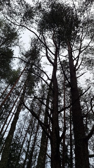 The scene depicts an upward view into a dense coniferous forest, located in a wooded area within Petriškė, Lithuania. Numerous tall pine trees with dark, slender trunks and branches dominate the frame, extending vertically and diagonally towards an overcast, light grey sky. The foliage, primarily concentrated at the upper sections of the trees, appears dark green to black due to the lighting conditions, creating a silhouette effect against the bright sky. Some tree trunks exhibit patches of lighter-colored bark or lichen. No individuals, animals, or man-made structures are present within the frame. The diffused lighting suggests an overcast or heavily shadowed natural environment.