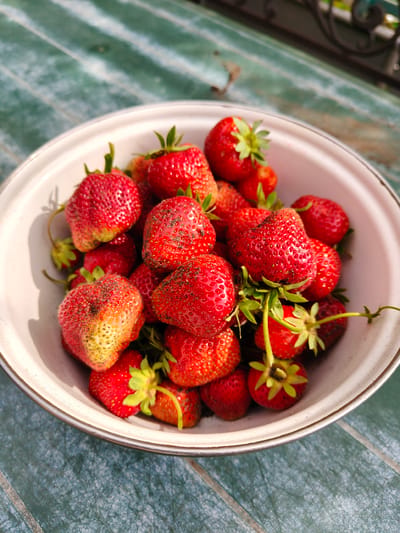 A close-up, overhead shot shows a white bowl filled with fresh, ripe strawberries. The strawberries are a vibrant red with some showing yellowing near the stems. The bowl has a metallic rim and is resting on a weathered, teal-colored surface with a textured pattern. The lighting suggests an outdoor setting, possibly in a garden. No people are visible in the image.