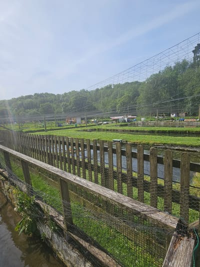 The image depicts a series of narrow, rectangular fish ponds in Chirk, United Kingdom. The ponds are constructed with wooden planks and enclosed with wire mesh fencing. Green grass grows between the ponds. Overhead, a large net spans the length of the site, supported by wires. A wooded hillside rises in the background under a bright blue sky. The scene is captured from the edge of a pond, with a wooden fence in the foreground.