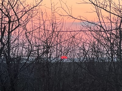 The image depicts a twilight scene, either sunrise or sunset, observed through a dense network of bare tree branches in Varbak, Bulgaria. The sky exhibits a gradient of colors, transitioning from light orange at the top to vibrant pink and cooler lavender-pink tones near the horizon. Faint, wispy clouds are present in the upper sky. A horizontally elongated, intensely red disc, identified as the sun, is visible at the horizon, partially obscured by the foreground foliage. The foreground and midground are dominated by a dark silhouette of numerous intertwined, leafless deciduous tree branches, indicating winter or early spring conditions. Below the sun and the lower branches, a dark, indistinct line signifies the distant ground or a low ridge. No human subjects, animals, or man-made structures are discernible. The scene is static, capturing a natural landscape event.