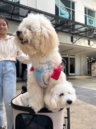 In George Town, Malaysia, two white fluffy dogs are seated in a pet stroller outside a modern building. The larger dog, wearing a blue and pink checkered harness with a red bow, sits on top of the smaller dog. The smaller dog peeks out from the stroller, looking to the right. A young woman in a beige hoodie and light blue jeans stands to the left of the stroller, smiling and looking towards the dogs. The building behind them features large glass windows, some displaying retail advertisements. The ground is paved, and the overall scene suggests an outdoor commercial or shopping area.