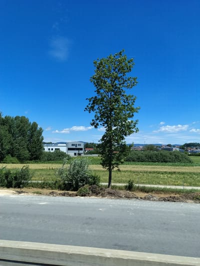 The image depicts a clear blue sky with a few scattered white clouds. In the foreground, a paved surface, possibly a road or construction area, is visible. A concrete barrier or railing runs along the bottom edge. Behind this, a strip of dry grass and dark soil with scattered debris borders a field of light green and yellow vegetation. A slender, medium-sized deciduous tree stands prominently in the middle ground, its green leaves contrasting with the bright sky. To the left of the tree, a dense cluster of dark green trees creates a backdrop. Further in the distance, a modern, light-colored building with dark window frames and solar panels on its roof is situated amidst more trees and vegetation. Beyond this building, a cluster of red-roofed houses and other structures suggests a settlement. The overall environment appears to be semi-rural or on the outskirts of a town, with elements of both nature and industrial or commercial development. The image is likely taken during daytime on a sunny day. This scene is located in Hengersberg, Germany.