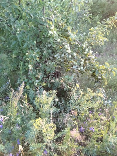 An apple tree laden with unripe green apples stands prominently in the foreground, its branches dense with leaves. The tree is situated within a natural environment characterized by overgrown grass and various wild plants, including clusters of small purple flowers and yellow blossoms. The overall setting suggests a rural or semi-natural area, possibly an orchard or a garden at the edge of the city of Zherebkove, Ukraine. The lighting indicates it is daytime, with sunlight casting a soft glow on the foliage.
