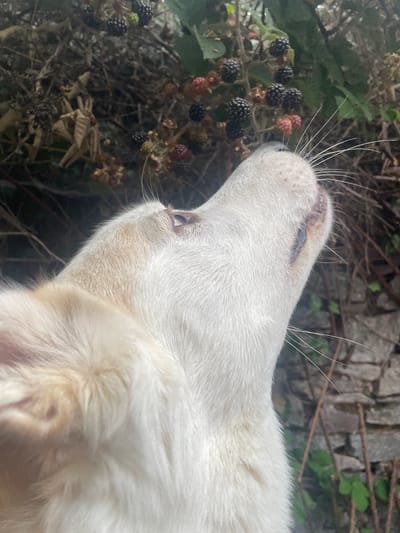 A close-up, eye-level, outdoor shot shows the profile of a light-colored dog looking up towards a cluster of blackberries. The dog's head is in the foreground, with its fur appearing soft and fluffy. Its eye is visible, looking upwards. A dark smudge or mark is present on the side of its muzzle. In the background, branches with ripe, dark blackberries and some unripe red berries are clearly visible. The environment appears to be a natural setting, possibly a garden or woodland, with some dry twigs and green foliage. A rough stone wall is visible in the lower right quadrant of the image, partially obscured by branches.
