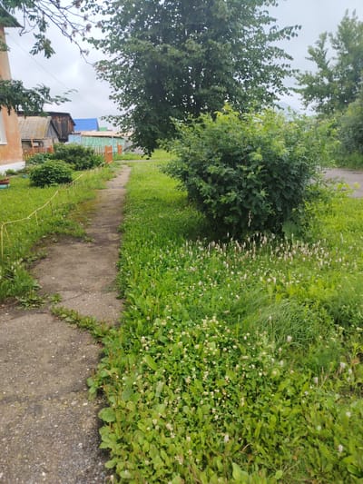 A paved walkway curves through a green, grassy area with scattered white wildflowers. To the left of the walkway, there are several residential buildings with wooden fences and a small orange-colored house. A dense green bush stands prominently to the right of the path. The sky is overcast. The location is the city of Буланаш, Russia.