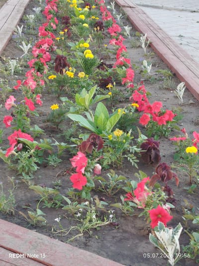 The image depicts a flowerbed with a variety of flowering plants, including red petunias, yellow marigolds, and dark red coleus. The flowerbed is bordered by wooden planks, and the ground is covered in dark soil with some sparse vegetation. In the background, a paved walkway can be seen. The image is a close-up shot of the flowerbed, with the flowers occupying the majority of the frame. The lighting suggests it was taken during daylight hours. The date stamp at the bottom right of the image indicates "05.07.2026 19:56" and the text "REDMI Note 13" is present at the bottom left. Without further information, the exact location in the city of Yakutsk, Russia, cannot be determined from the image alone.