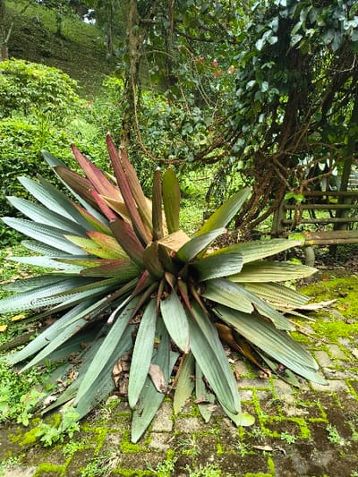 The image captures a vibrant close-up of a large, rosette-forming plant, likely *Tradescantia spathacea* (Oyster Plant or Boat Lily), dominating the center and foreground. Its broad, lance-shaped leaves emanate from a central point, displaying a striking color gradient. Many leaves are a muted blue-green, while those closer to the plant's core and base exhibit rich reddish-purple hues, creating a beautiful contrast. Some older leaves appear somewhat faded or damaged.
The plant is situated in what appears to be an outdoor garden or natural setting. To the right of the plant, the ground is covered with moss-laden bricks or paved stones, with scattered small green weeds and dried leaves. In the upper left background, dense green foliage from trees or large bushes creates a lush backdrop. A glimpse of a rustic wooden or bamboo fence or support structure is visible among the greenery in the top center. The overall impression is one of a verdant, somewhat unkempt garden area.
No people are visible in the scene, and no specific activity is taking place. The lighting suggests it is daytime, possibly under an overcast sky or in dappled shade, as there are no harsh shadows. There is no visible text in the image. The lush vegetation and type of plant are consistent with a tropical or subtropical environment, such as Sindangjaya, Indonesia.
