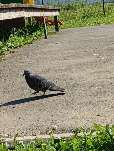 A pigeon with gray and iridescent plumage is walking on a paved surface. The pigeon is facing left with its beak pointed down and its right leg extended forward. A dark shadow is cast by the pigeon on the pavement. In the background, there is a wooden bench with green and yellow elements, a grassy area, and a metal fence. The scene appears to be in an outdoor urban setting, possibly a park or public space.