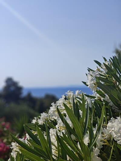 A close-up shot showcases white oleander flowers and their long, green leaves in the foreground, with a blurred background of trees and the sea. The sky above is a clear, pale blue, with a faint diagonal light streak suggesting a sunbeam. The overall scene evokes a bright and sunny day, likely during the warmer months, given the blooming flowers. The sea and foliage hint at a coastal or Mediterranean setting, aligning with the provided location context of Sithonia, Greece. There is no activity or event depicted, and no visible text. The image captures a tranquil moment, focusing on the natural beauty of the flora against the backdrop of the sea and sky. The shallow depth of field draws the viewer's attention to the intricate details of the flowers and leaves, while the distant elements provide a sense of place and atmosphere.