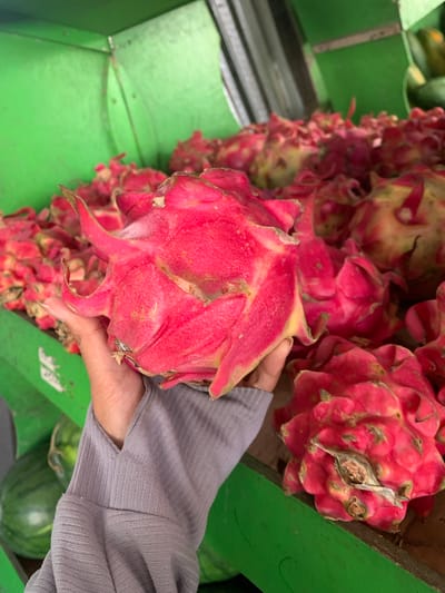 In Tanjungsepreh, Indonesia, a close-up shot captures a hand holding a vibrant pink dragon fruit at a market stall. The fruit, with its distinctive spiky exterior, is the primary focus, its scales a vivid pink with subtle yellow and green undertones. In the background, a green metal bin is filled with a multitude of similar dragon fruits, creating a colorful display. To the left of the frame, a portion of a green watermelon is visible, also suggesting a fresh produce market setting. The image provides a detailed view of the textures and colors of these fruits, hinting at a lively and abundant marketplace.