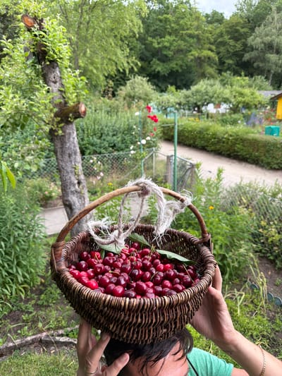 A close-up of a person holding a woven basket overflowing with ripe, red cherries. The basket has a rustic wooden handle tied with frayed rope. The person's hands are visible holding the basket above their head, with part of their face and shoulder visible at the bottom of the frame. The background depicts a lush garden with green foliage, trees, and a path. The overall setting suggests an outdoor, possibly rural, environment. There is no specific indication of the city of Nuremberg, Germany.