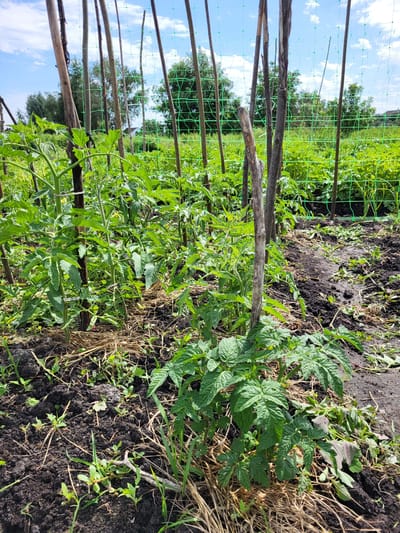 The image depicts a close-up view of a vegetable garden, likely in an outdoor setting. In the foreground, several young tomato plants are visible, staked with wooden poles and surrounded by straw mulch. The plants are healthy and green, with some showing small yellow flowers, indicating early fruit development. The soil is dark and appears moist. In the background, rows of more plants extend into the distance, with a green net trellis visible in the middle ground. The sky above is blue with scattered white clouds, suggesting fair weather. The overall impression is that of a well-tended garden during the growing season. There are no people or animals present in the image. The location is identified as Zolotonosha, Ukraine.