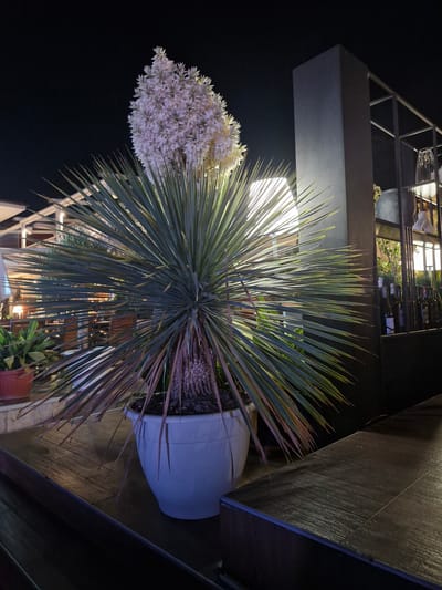 A Yucca plant with a large white flower stalk is potted in a white planter on a wooden surface. The plant has long, spiky green leaves that extend outwards. In the background, there is a dark vertical structure with shelving units holding various items, including bottles and glassware, suggesting an outdoor dining or bar area. The lighting suggests it is nighttime. The location is identified as Sveti Vlas, Bulgaria.