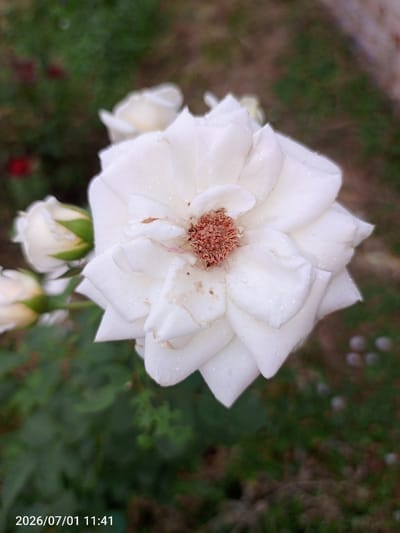 A close-up, vertical, eye-level shot focuses on a fully bloomed white rose with water droplets on its petals. The rose's center, which is reddish-brown and textured with stamens, is visible. To the left and slightly behind the main bloom, there are two unbloomed white rose buds with green sepals. The background is blurred, showing a mix of green foliage, brown soil, and some out-of-focus dark red and light pink shapes that might be other flowers or debris. The lower left corner of the image contains a timestamp: "2026/07/01 11:41". The scene appears to be an outdoor garden setting, likely in the city of Жанай, Kazakhstan, given the provided context.