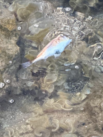 The image shows a dead fish floating in shallow, murky water. The fish is light blue and white with pinkish hues along its body and tail. It appears to be facing towards the left of the frame, with its eye visible. The water is somewhat clear, allowing the bottom of what appears to be a seabed or shallow pool to be seen. The substrate is a mix of sand, rocks, and some organic material that resembles seaweed or algae, with a pale, almost gelatinous texture and coiled shapes. There are several small bubbles visible in the water, particularly around the fish and on the surface. The lighting suggests it is daytime, with the light source coming from above, creating some reflections on the water's surface. The scene is likely a coastal environment or a tidal pool, given the presence of marine-like elements. The overall mood is one of stillness and decay. No text is visible in the image.