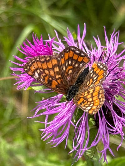 A close-up, vertical shot captures a butterfly with orange and brown patterned wings resting on a vibrant purple thistle flower. The butterfly's wings are open, displaying intricate markings. The thistle flower is in bloom, with numerous thin, pointed petals extending outwards. The background is a soft blur of green foliage, suggesting a natural outdoor setting. The specific location in Pribylovo, Russia is not discernible from the image.