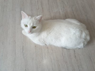 A pure white domestic cat with prominent green-yellow eyes and a pink nose is lying on a light-toned, plank-style laminate floor. The cat is positioned in the upper-center of the frame, facing left with its head rotated slightly towards the viewer. Its front paws are tucked beneath its body. The floor exhibits visible wood grain patterns and seams. The scene is an interior location in the city of Гвардейское, Russia. No other subjects or objects are discernible.