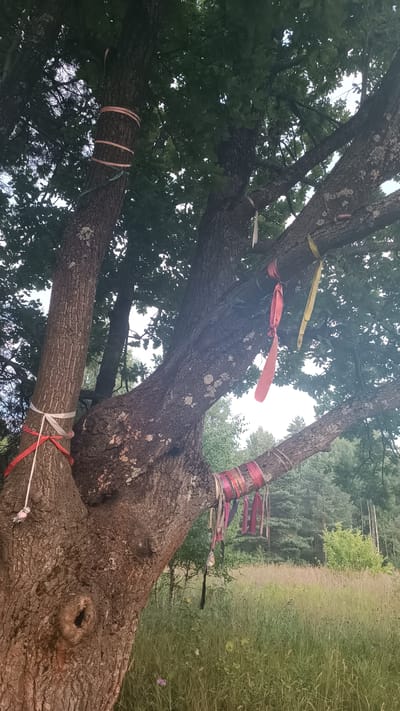 A low-angle outdoor shot captures a large, old tree with thick, gnarled branches against a backdrop of green foliage and a hazy sky. The tree trunk and several branches are adorned with colorful ribbons tied around them. On the main trunk, there are three horizontally tied peach-colored ribbons. Further up, on a large branch to the right, there is a cluster of red, pink, purple, and black ribbons hanging down. Another branch to the left has a few red and white ribbons tied around it. The ground beneath the tree is covered in tall, dry grass with a few sparse green plants and a single purple wildflower visible. In the distance, the outlines of more trees and greenery can be seen. The overall impression is one of a natural setting with the addition of decorative elements to the tree.