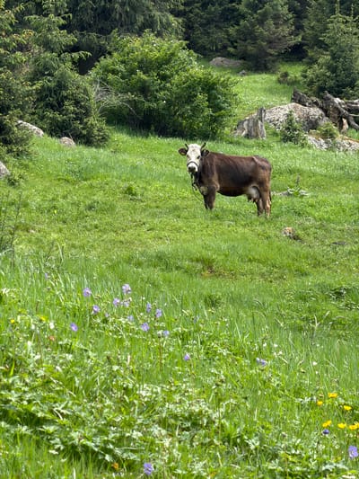 An adult brown and white cow stands in a grassy field. The cow is facing the camera and is wearing a black halter and leash. The field is covered in lush green grass and dotted with small purple and yellow wildflowers. In the background, there are evergreen trees, bushes, and large rocks. The scene appears to be a pastoral landscape in the mountains of Kyrgyzstan.