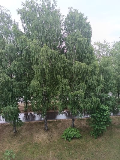 The image depicts a cloudy day in Koryazhma, Russia, with a focus on a row of birch trees lining a wet, paved pathway. The trees are full of green leaves, and the path appears to be a sidewalk or road that has recently experienced rain, causing puddles and reflections. The ground in front of the path is covered in dry, brown grass with patches of green. In the background, more trees and some buildings are visible. The scene is quiet and appears to be a naturalistic outdoor setting within the city.