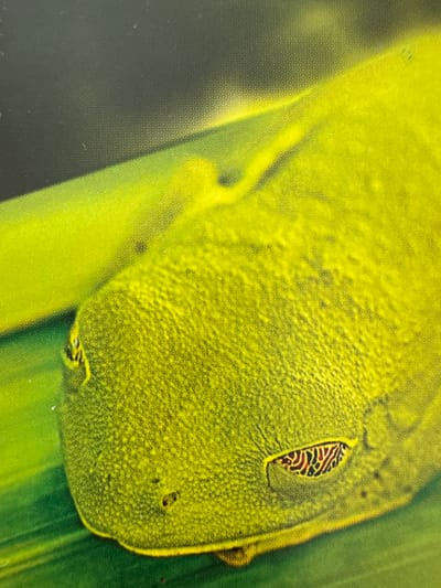 The image is a close-up photograph of a bright green tree frog resting on a large green leaf. The frog's skin has a textured appearance. Its left eye is visible, featuring a distinctive pattern of black and red markings within a black outline. The background is a blur of dark green and black, suggesting a natural, leafy environment. The lighting highlights the vibrant green of the frog and leaf, creating a soft glow. There is no indication of the city of Gandia, Spain, or any specific urban or environmental context. The image focuses solely on the natural details of the amphibian and its immediate surroundings.